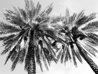 Palm Duo - LOLA JAMES HARPER