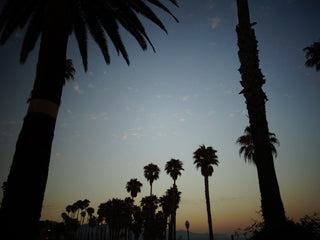 Lili Palm - LOLA JAMES HARPER