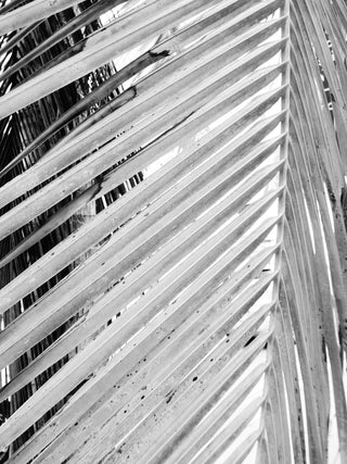 Palm Swings - LOLA JAMES HARPER