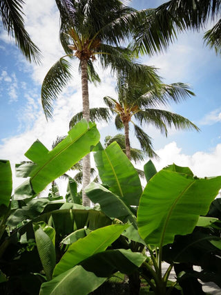 Banana - LOLA JAMES HARPER