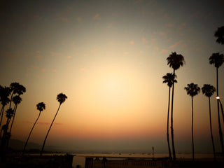 Lili Palm Tree - LOLA JAMES HARPER