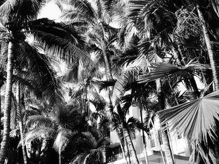 Palm Wall - LOLA JAMES HARPER