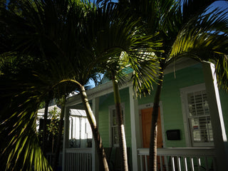 Palm House - LOLA JAMES HARPER