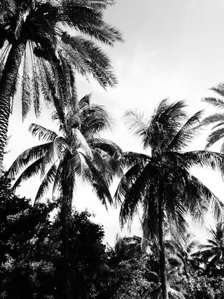 Palm Oh Palm - LOLA JAMES HARPER